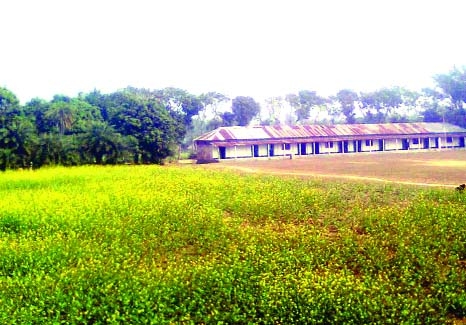 NATORE: A local influential Jubo League leader allegedly occupied the ground of Bilmaria College and cultivated mustard.