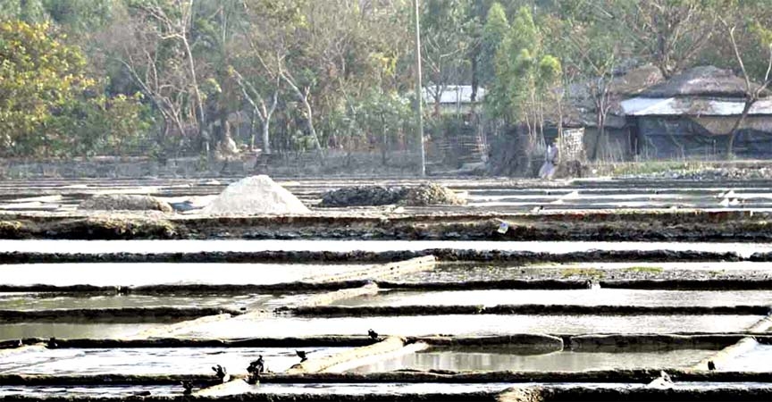 Bumper salt production has been achieved in Chokoria this year. This picture was taken on Thursday.